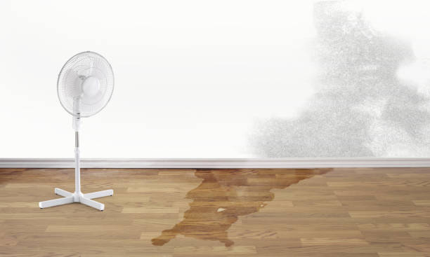 Best Flood damage cleanup  in Fulton, KY